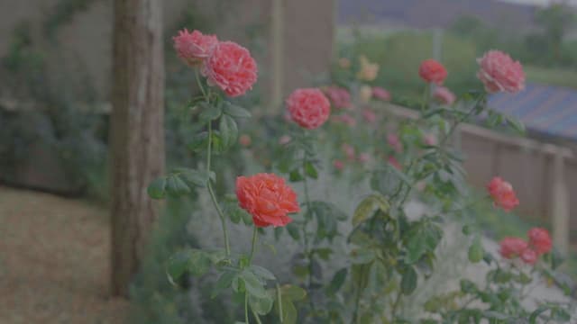 รวบรวม 5 บริษัทรับจัดสวนกุหลาบและขายกุหลาบในปี 2568