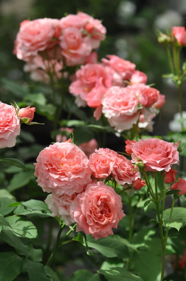 10 พันธุ์กุหลาบที่ควรมีไว้ติดบ้าน